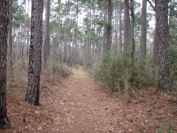 Hiking Trail in Big Thicket